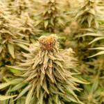 mimosa-x-orange-punch-fem-barneys-farm.jpg