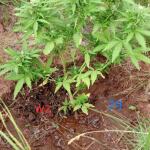 whiskey-zulu-auto-fem-7ch-american.jpg