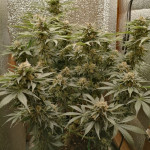 gorilla-glue-4-fem-original-sensible-seeds.jpg
