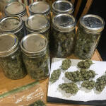 grandmommy-purple-fem-herbies-seeds.jpg
