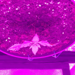 northern-lights-x-big-bud-auto-fem-world-of-seeds.jpeg