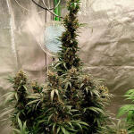 florida-sunrise-auto-fem-7ch-american.jpg