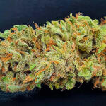 gorilla-cookies-auto-fem-fastbuds.jpg