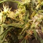 keepers-og-autoflower-fem-seedkeepers.jpg