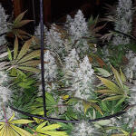 acapulco-gold-fem-barneys-farm.jpg