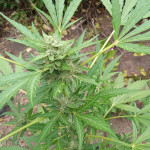 auto-white-widow-fem-victory-seeds.jpg