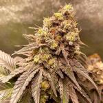 blackberry-moonrocks-fem-alphafem-seeds.jpg