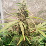 florida-sunrise-auto-fem-7ch-american.jpg