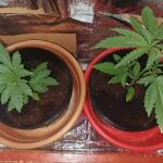 grandmommy-purple-fem-herbies-seeds.jpg