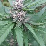 moonshine-cookies-auto-fem-7ch-american.jpg