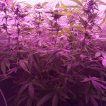 auto-ultra-power-plant-fem-victory-seeds.jpg