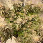 girl-scout-cookies-fem-blimburn-seeds.jpg