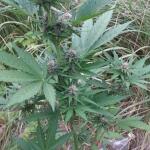 moonshine-cookies-auto-fem-7ch-american.jpg