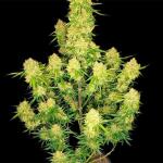 guava-auto-fem-fastbuds.jpg