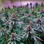 mimosa-x-orange-punch-fem-barneys-farm.jpg