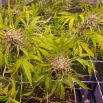 cap-junky-fem-7ch-american.jpg