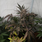 papaya-zoap-auto-fem-sweet-seeds.jpg