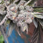 zkittlez-auto-fem-cali-buds-seeds.jpg