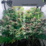 mimosa-shot-fem-herbies-seeds.jpg