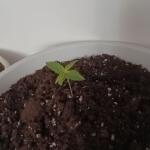 totally-alpha-og-auto-fem-alphafem-seeds.jpg