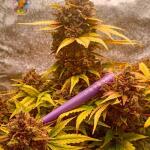 florida-sunrise-auto-fem-7ch-american.jpg
