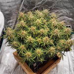 gelato-auto-fem-Semyanich.jpg