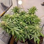 sour-jealousy-auto-fem-fastbuds.jpg