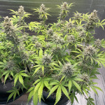auto-new-york-city-fem-pyramid-seeds.jpg