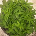auto-white-widow-fem-pyramid-seeds.jpg