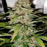 blackberry-moonrocks-auto-fem-alphafem-seeds.jpg