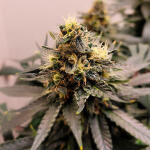caramelo-early-version-fem-delicious-seeds.jpg