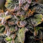 notorious-thc-fem-humboldt-seed-company.jpg