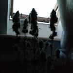 grape-kong-auto-fem-Semyanich.jpg
