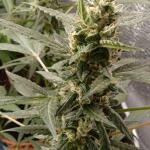 papaya-cookies-auto-fem-fastbuds.jpg