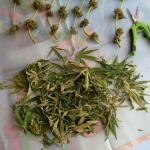 special-tangie-auto-fem-Semyanich.jpg