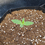papaya-zoap-auto-fem-sweet-seeds.jpg