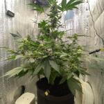 whiskey-zulu-auto-fem-7ch-american.jpeg