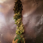 critical-kali-mist-delicious-seeds.jpg