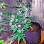 sexy-cinderella-auto-fem-Semyanich.jpg