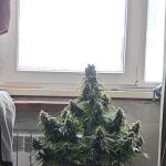 zkittlez-auto-fem-Semyanich.jpg