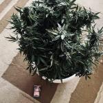 gorilla-auto-fem-Semyanich.jpg