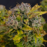 mango-sherbert-auto-fem-humboldt-seed-company.jpg