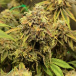 poddy-mouth-fem-humboldt-seed-company.jpg