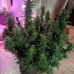 whiskey-zulu-auto-fem-7ch-american.jpg