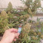 y-griega-cbd-fem-medical-seeds.jpg
