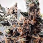 caramelo-early-version-fem-delicious-seeds.jpg