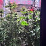 miracle-alien-cookies-mac-fem-7ch-american.jpg