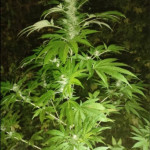 white-widow-fem-pyramid-seeds.jpg