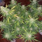 automaria-ii-fem-paradise-seeds.jpg