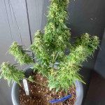 choco-thai-auto-fem-herbies-seeds.jpg